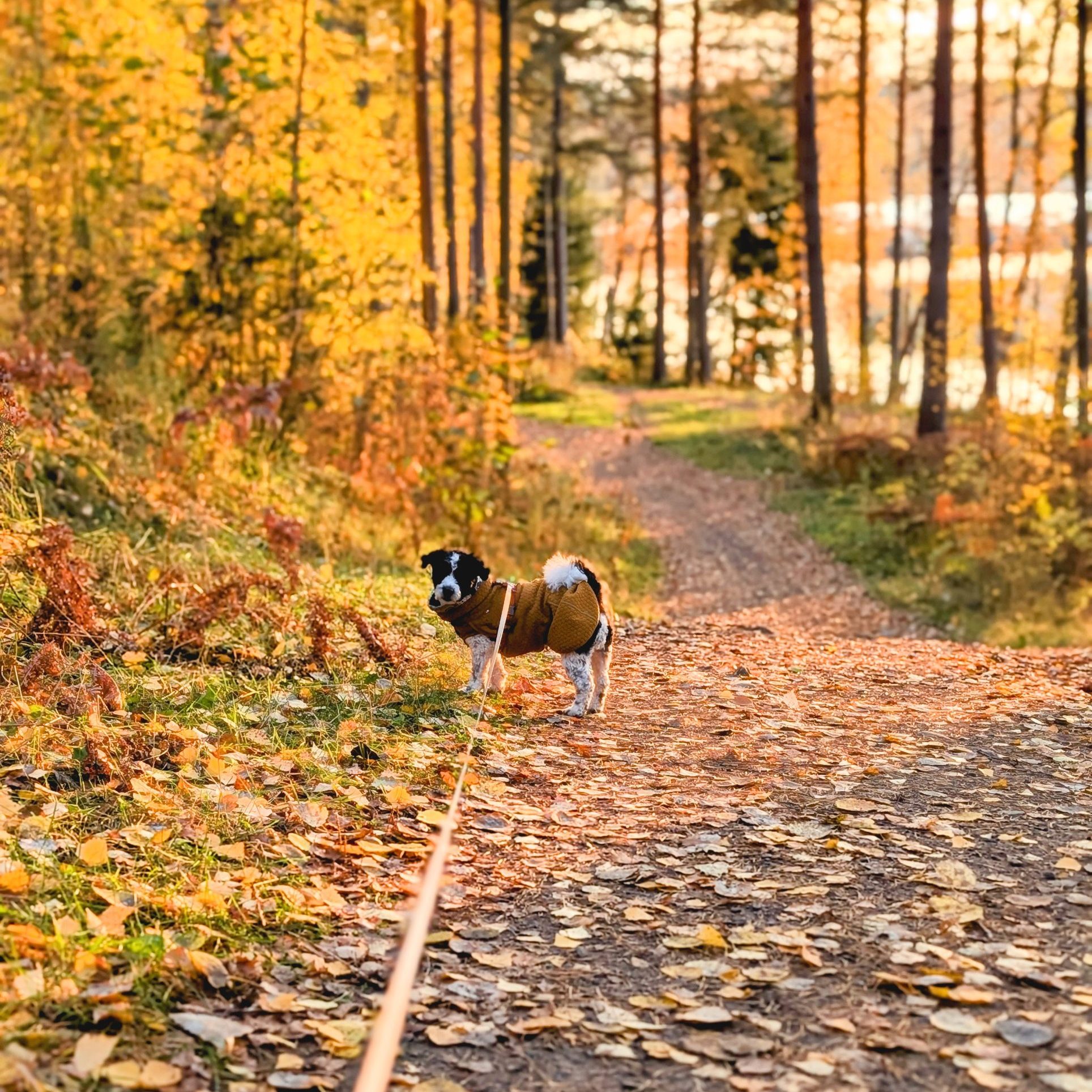 Dog on a walk